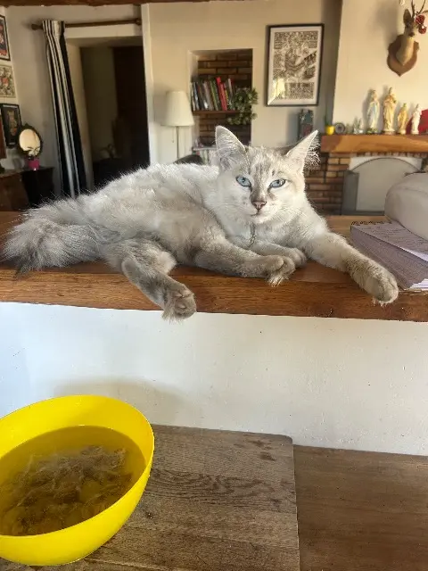 chat reunited   49110 Montrevault-sur-Èvre Perlouze