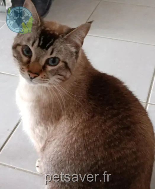 chat reunited   49240 Avrillé Nemo