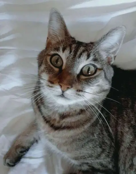 chat reunited   49140 Seiches-sur-le-Loir Nono