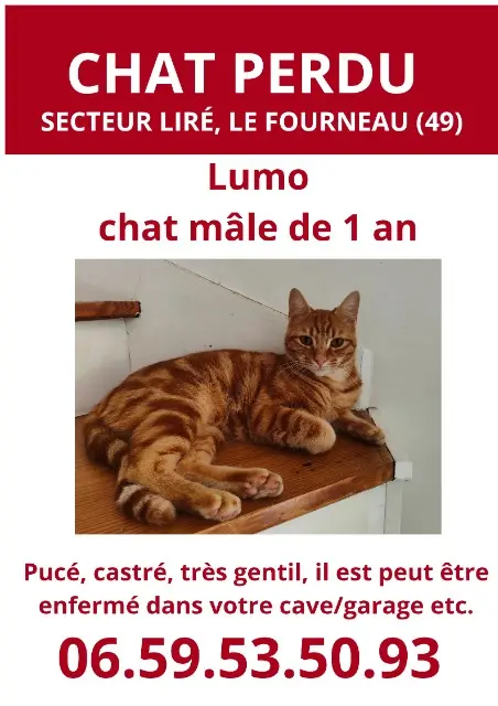 chat reunited    Orée d'Anjou Lumo