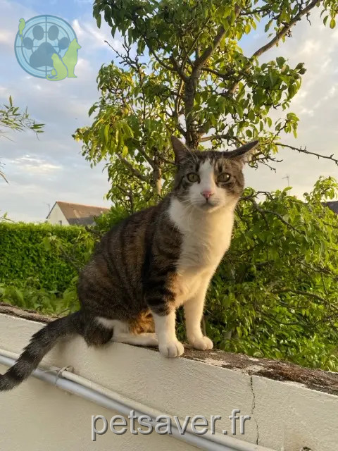 chat reunited 49800 Trélazé Pastis