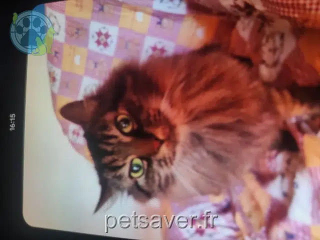 chat reunited 49800 Trélazé Pepsi