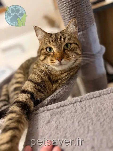 chat reunited   49140 Rives-du-Loir-en-Anjou Mimidou