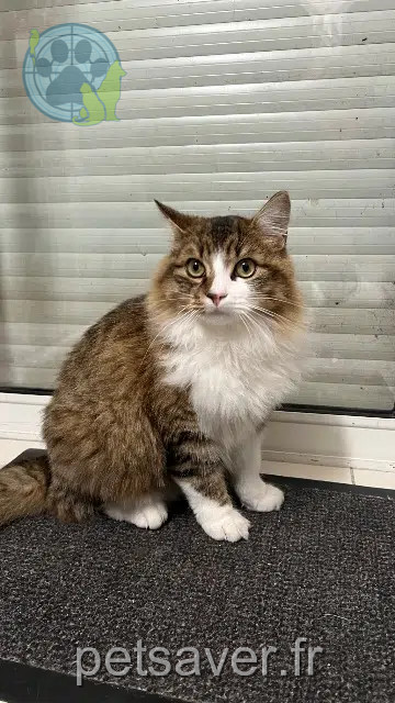 chat reunited 49140 Rives-du-Loir-en-Anjou Saphirs