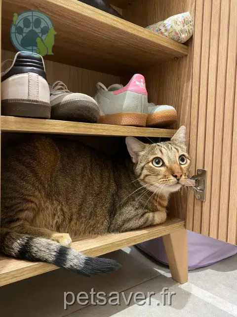 chat reunited 49140 Rives-du-Loir-en-Anjou Yoko