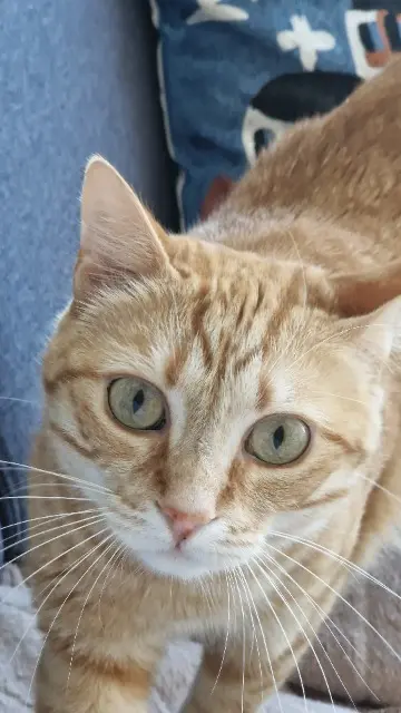 chat reunited   49300 Cholet Samy