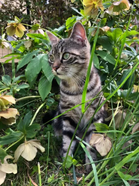 chat reunited    Sèvremoine Yuki