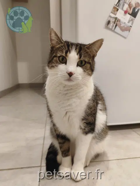 chat reunited   49170 Saint-Georges-sur-Loire Tokyo