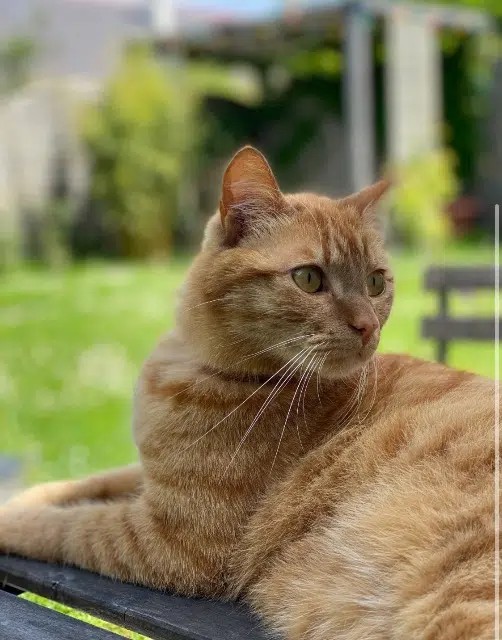 chat reunited   49240 Avrillé Torou