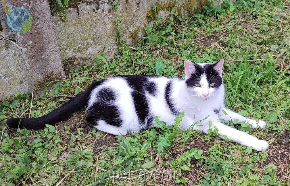 Chat Perdu 49 Maine-et-Loire - Tosca Chat Perdu 49 Maine-et-Loire - Tosca