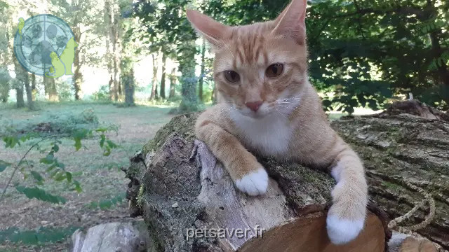 chat reunited 49260 Montreuil-Bellay Ubibi