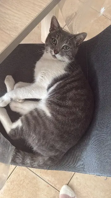 chat reunited   49360 Toutlemonde Ully