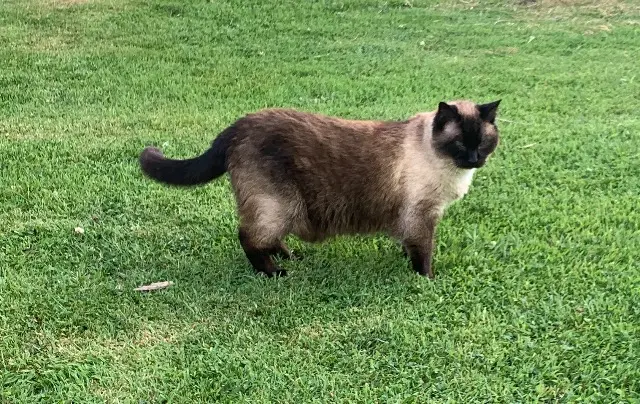 chat reunited   50700 Morville Bianca