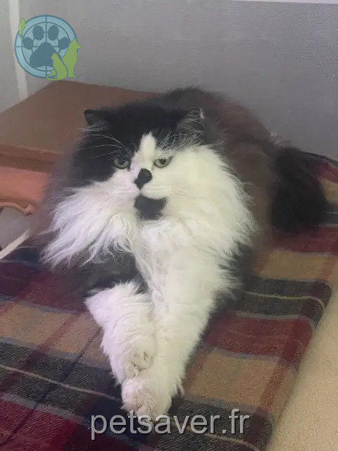 chat reunited 50400 Granville Charly