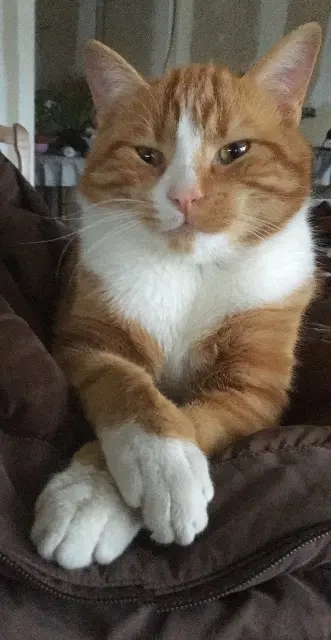 chat reunited   50000 Saint-Georges-Montcocq Chouchou