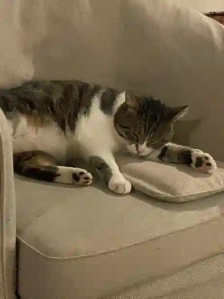 Chat Perdu 50 Manche Gavray-sur-Sienne - Grotas Chat Perdu 50 Manche Gavray-sur-Sienne - Grotas