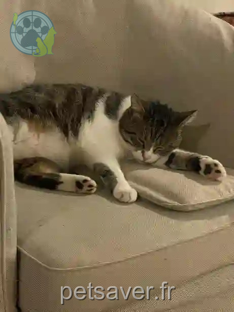 Chat Perdu 50 Manche Gavray-sur-Sienne - Grotas Chat Perdu 50 Manche Gavray-sur-Sienne - Grotas