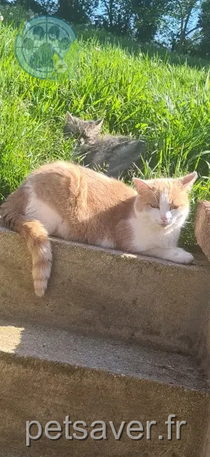 cat reunited 50330 Gonneville-le-Theil Malo