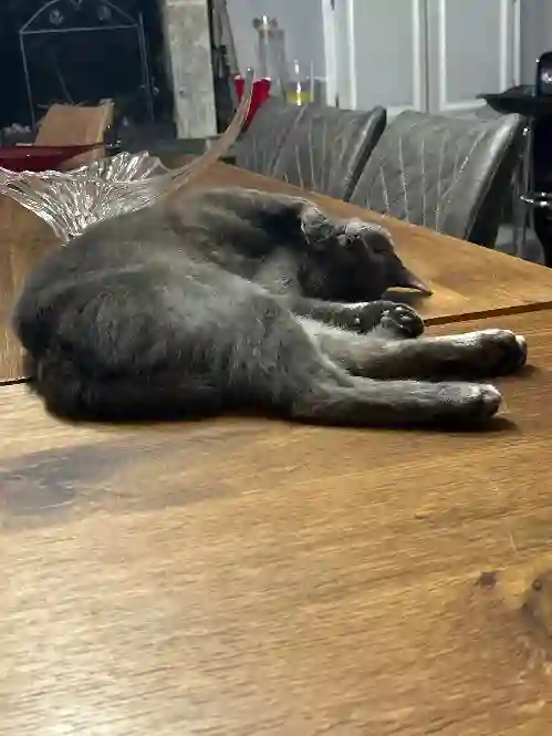 Chat Trouvé 50 Manche - Jakarta Chat Trouvé 50 Manche - Jakarta