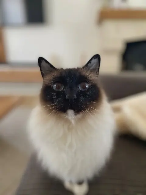 chat reunited    Cherbourg-en-Cotentin Jasco