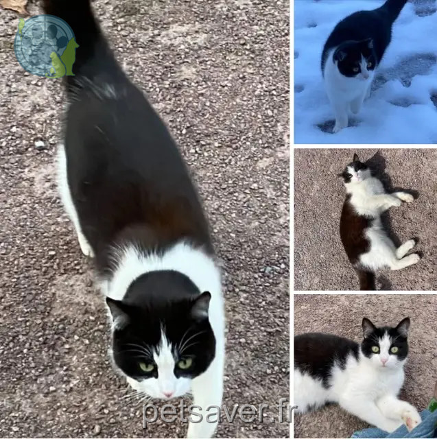 chat reunited 50520 Juvigny les Vallées Mati