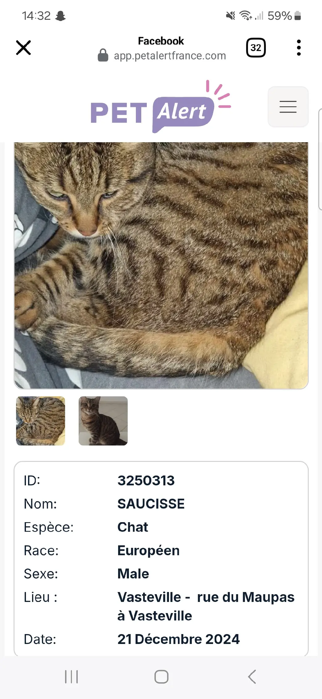 Chat Perdu 50 Manche La Hague - Saucisse Chat Perdu 50 Manche La Hague - Saucisse