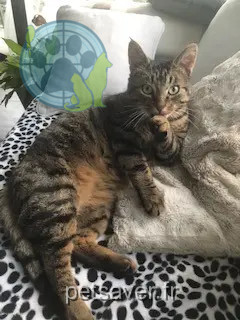 chat reunited 50560 Blainville-sur-Mer Loulou
