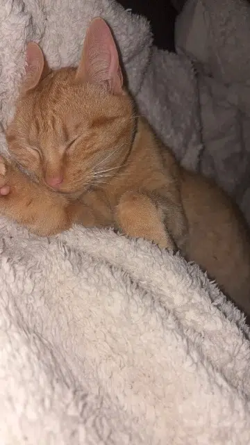 chat reunited    Saint-Hilaire-du-Harcouët Malibu