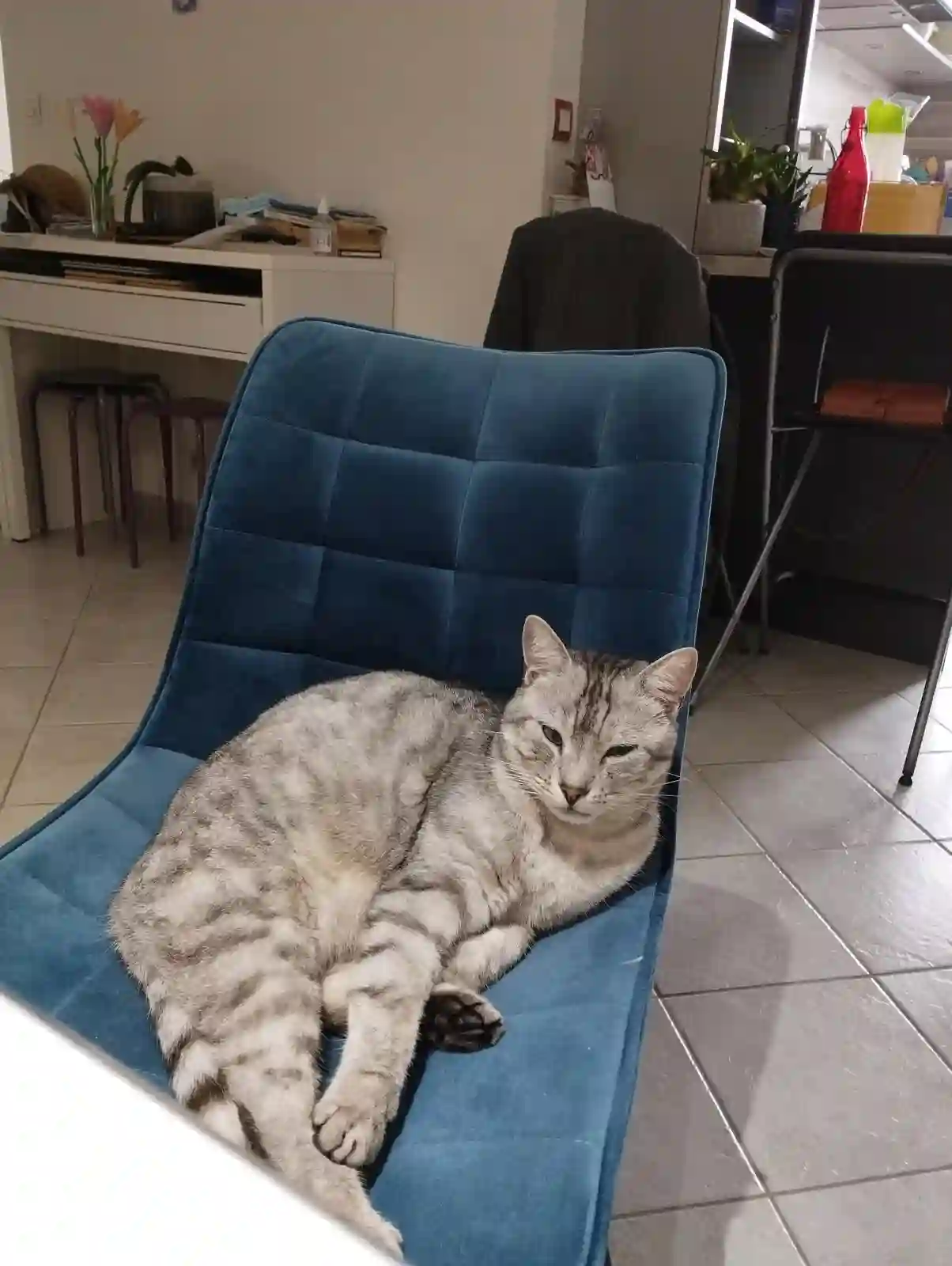 Chat Perdu 50 Manche - Mallo Chat Perdu 50 Manche - Mallo