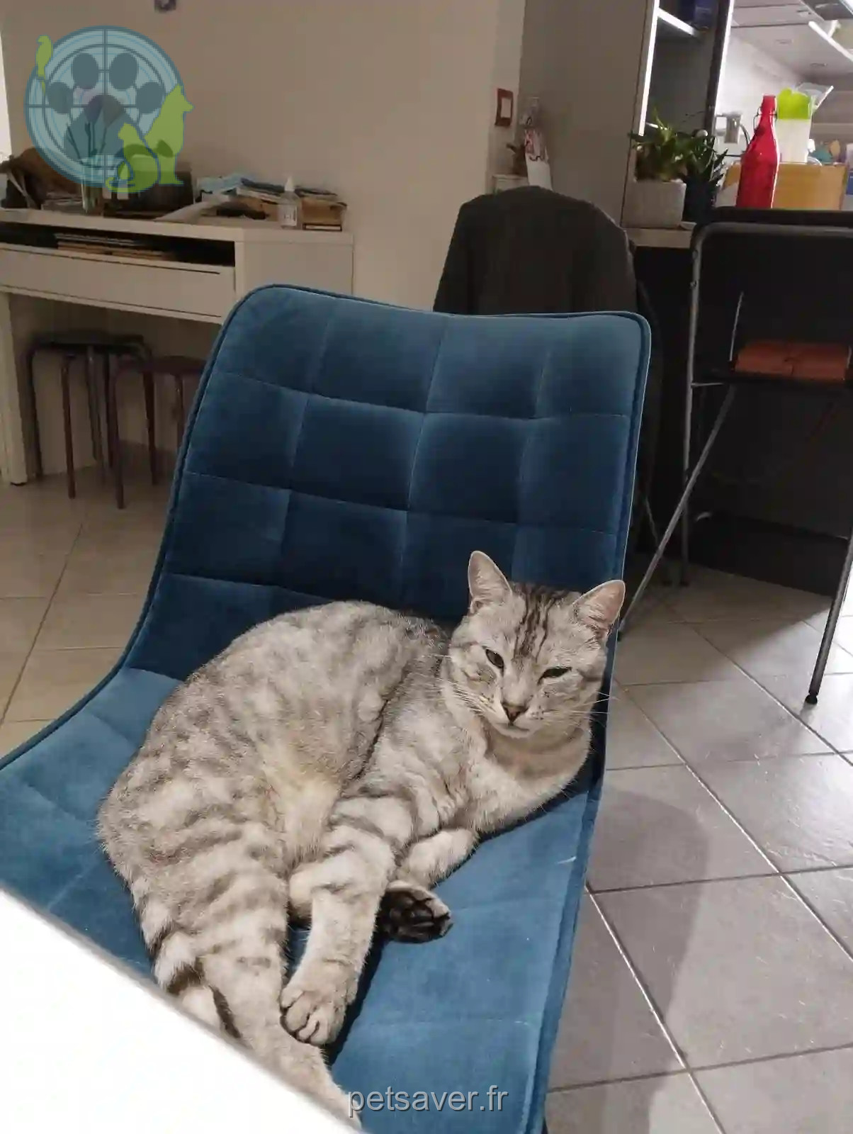 Chat Perdu 50 Manche - Mallo Chat Perdu 50 Manche - Mallo