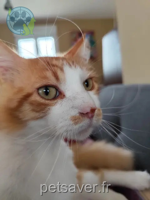 chat reunited 50590 Montmartin-sur-Mer Nougat