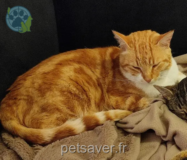 chat reunited 50560 Blainville-sur-Mer Oliver