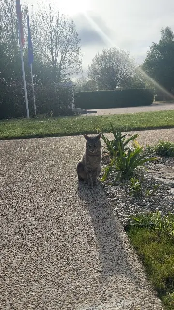 chat reunited   50000 Saint-Lô Onix