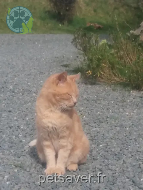 chat reunited 50490 Saint-Sauveur-Villages Harry