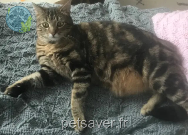 chat reunited 50530 Genêts Stanley