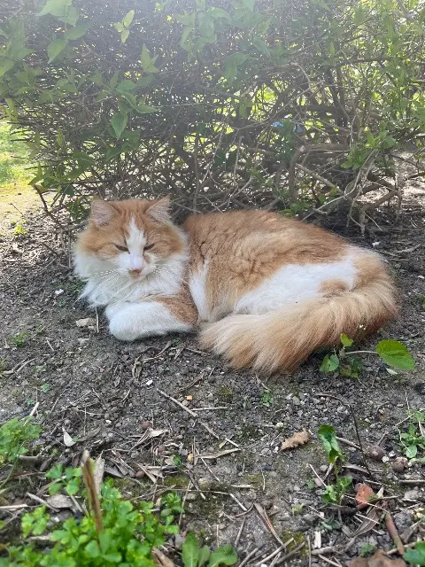 chat reunited   50400 Granville Uby