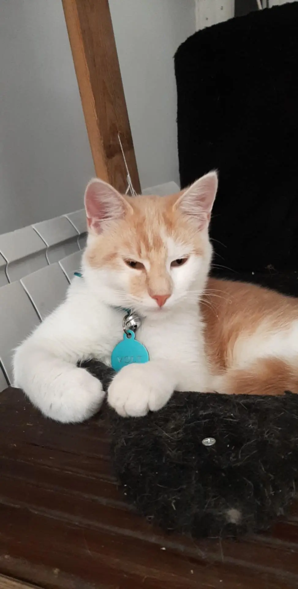 Chat Trouvé 50 Manche Chat Trouvé 50 Manche