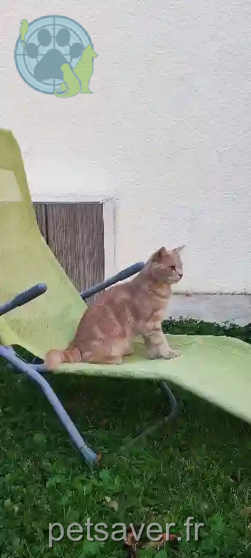Chat Perdu 51 Marne - Chewie Chat Perdu 51 Marne - Chewie