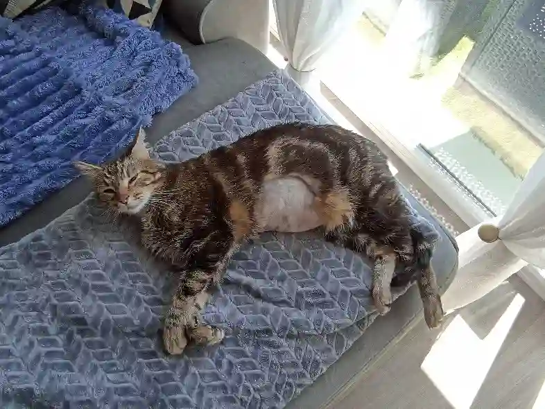 Chat Trouvé 51 Marne - Haribo Chat Trouvé 51 Marne - Haribo