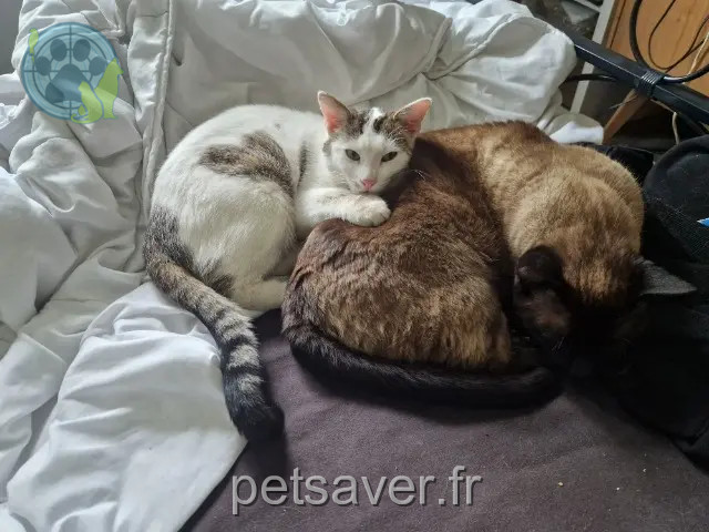 gatto reunited 51370 Les Mesneux Jack