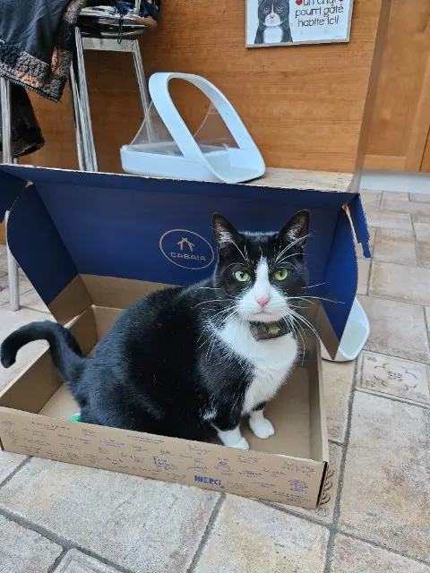 chat reunited   51000 Châlons-en-Champagne Kyo