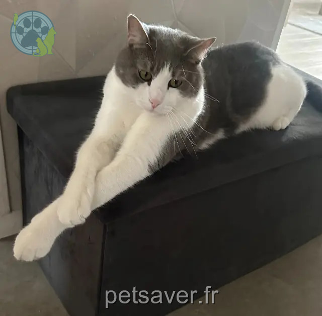 chat reunited 51470 Saint-Memmie Mino