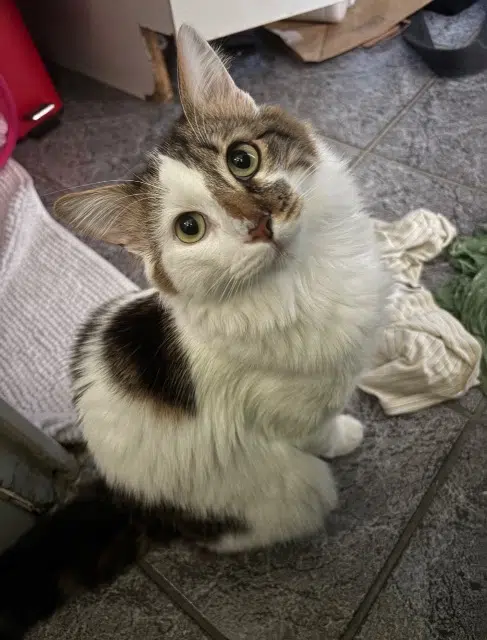 chat reunited   51510 Fagnières Minouche