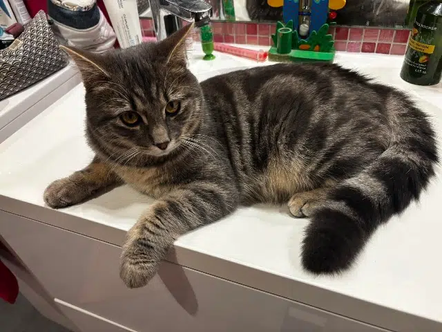 chat reunited   51700 Dormans Pixel