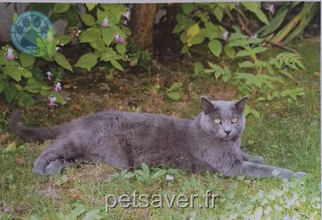 chat reunited   51100 Reims Loula
