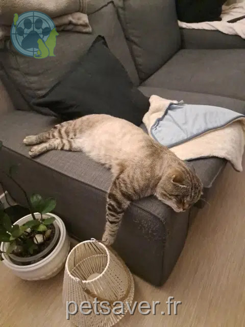 chat reunited 51100 Reims Mistigri