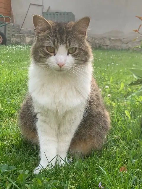 chat reunited   51100 Reims Oggy
