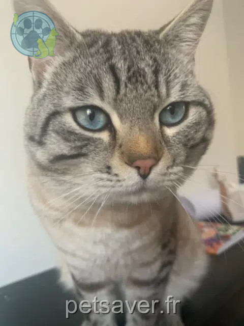 chat reunited 51100 Reims Simon