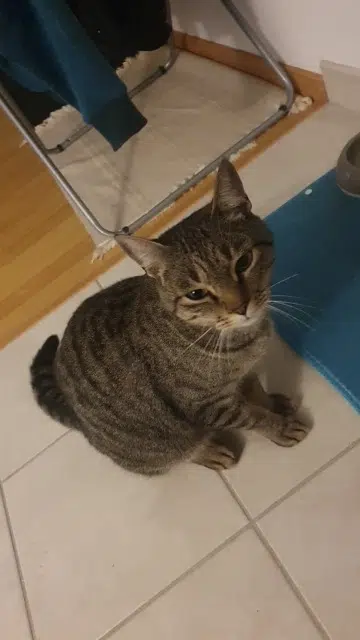 chat reunited   51100 Reims Sultan