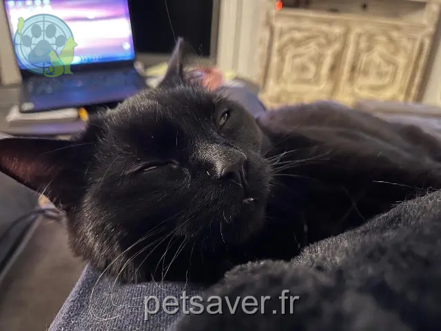 chat reunited   51100 Reims Toulouse